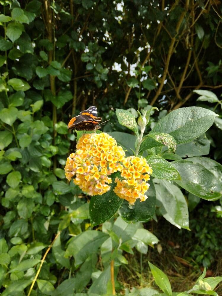 Buddleja × weyeriana flower
