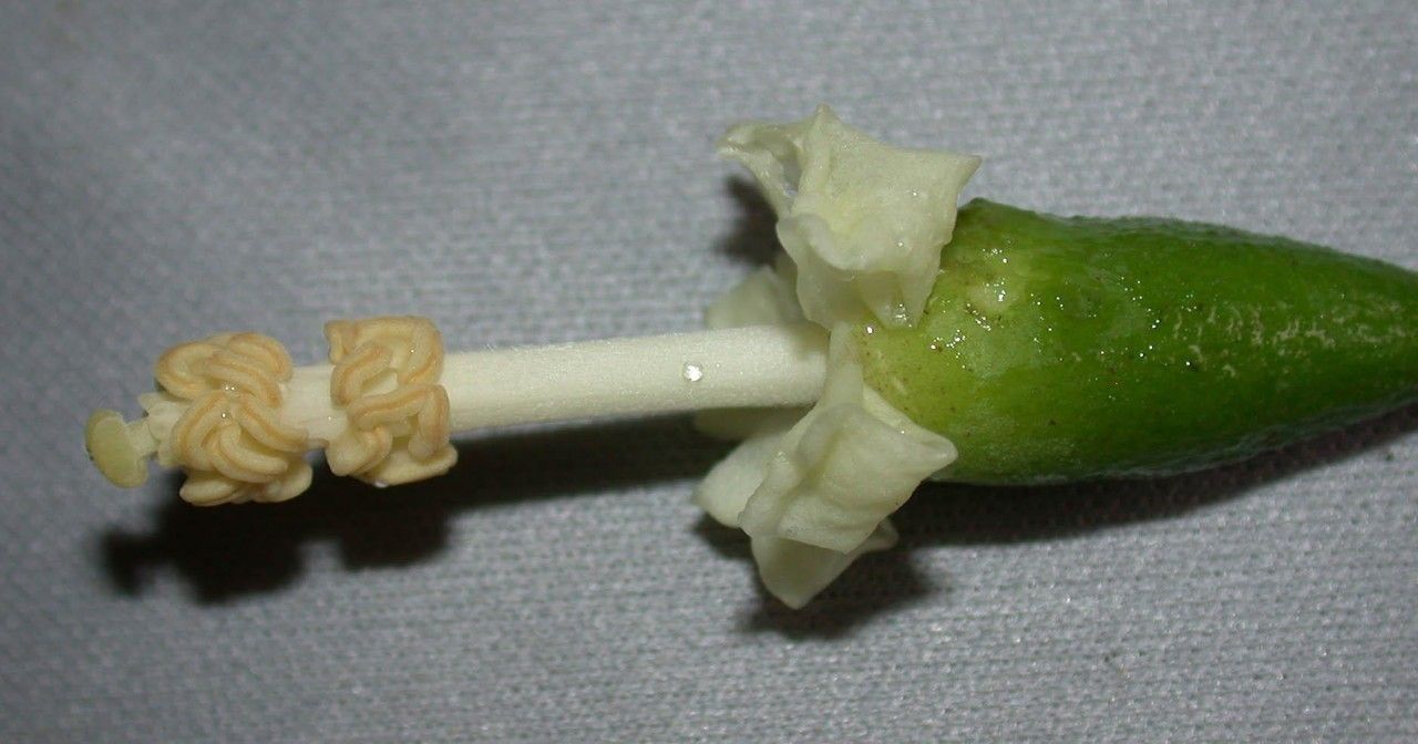 Quararibea pendula fruit