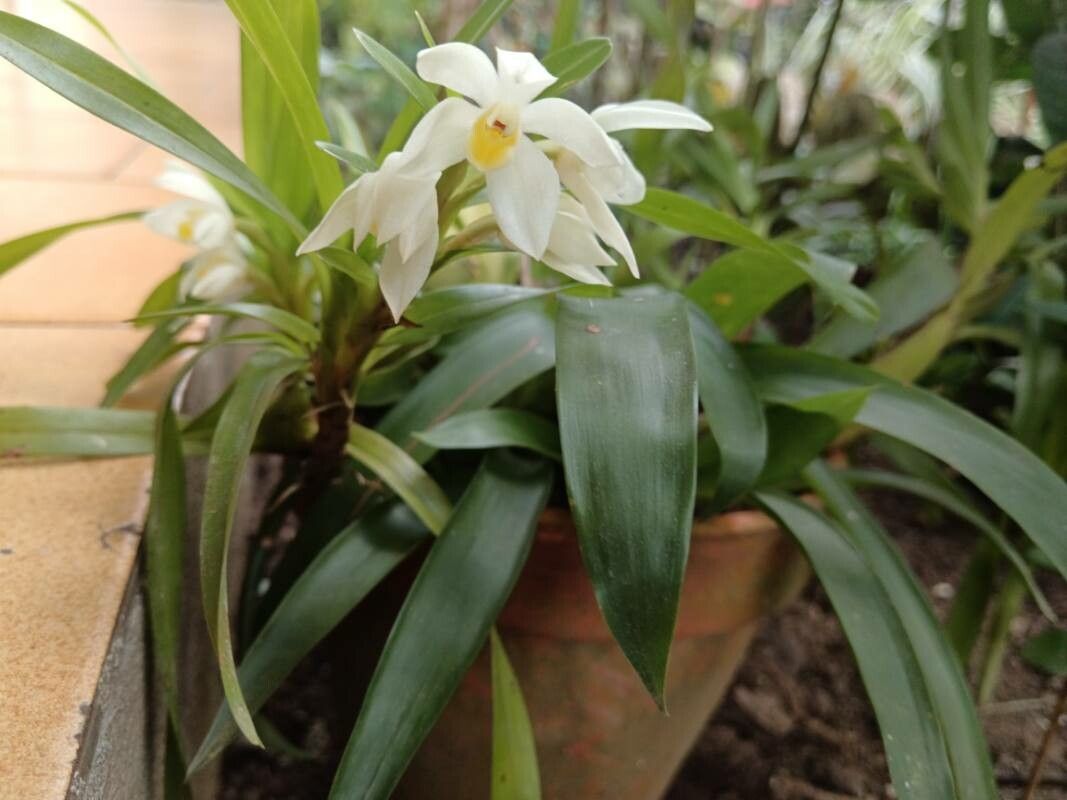 Maxillaria lutescens flower
