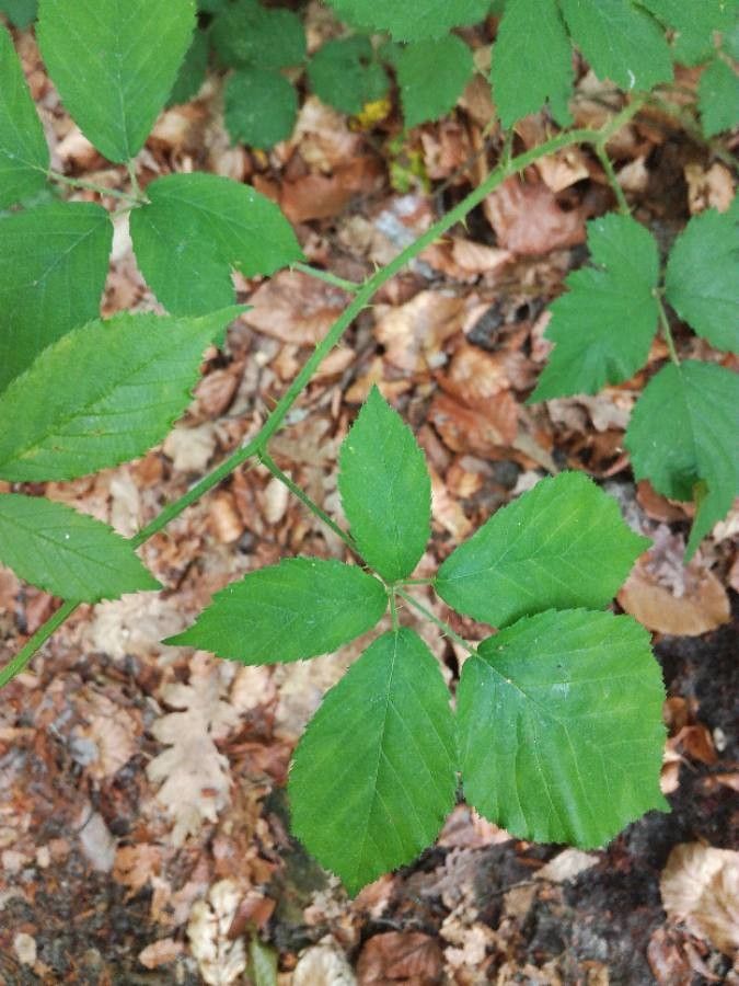 Rubus adscitus flower