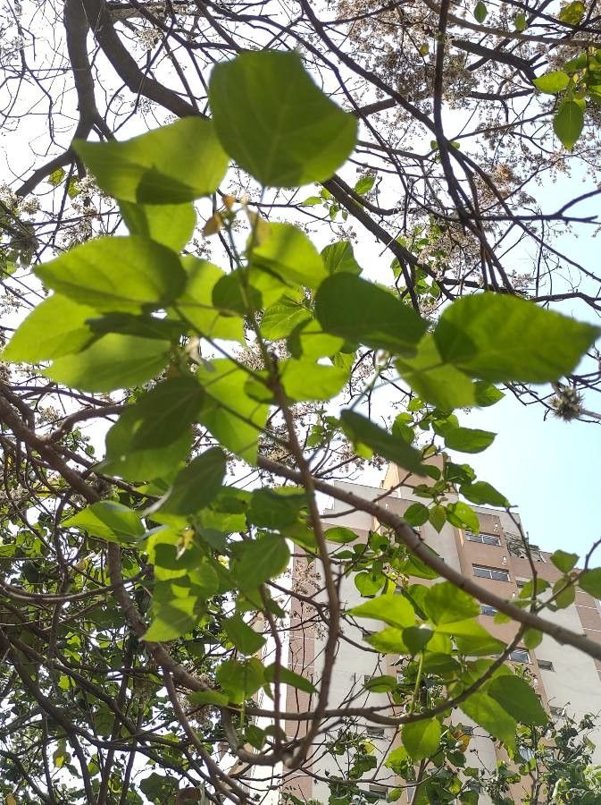 Heliocarpus americanus leaf