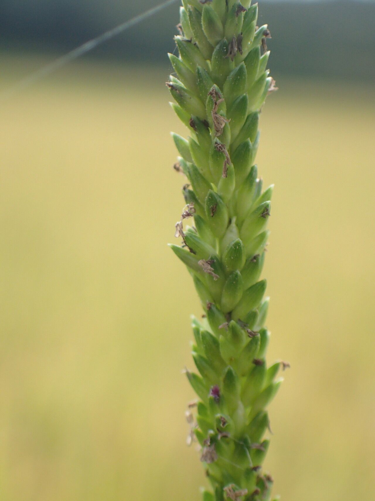 Sacciolepis africana fruit