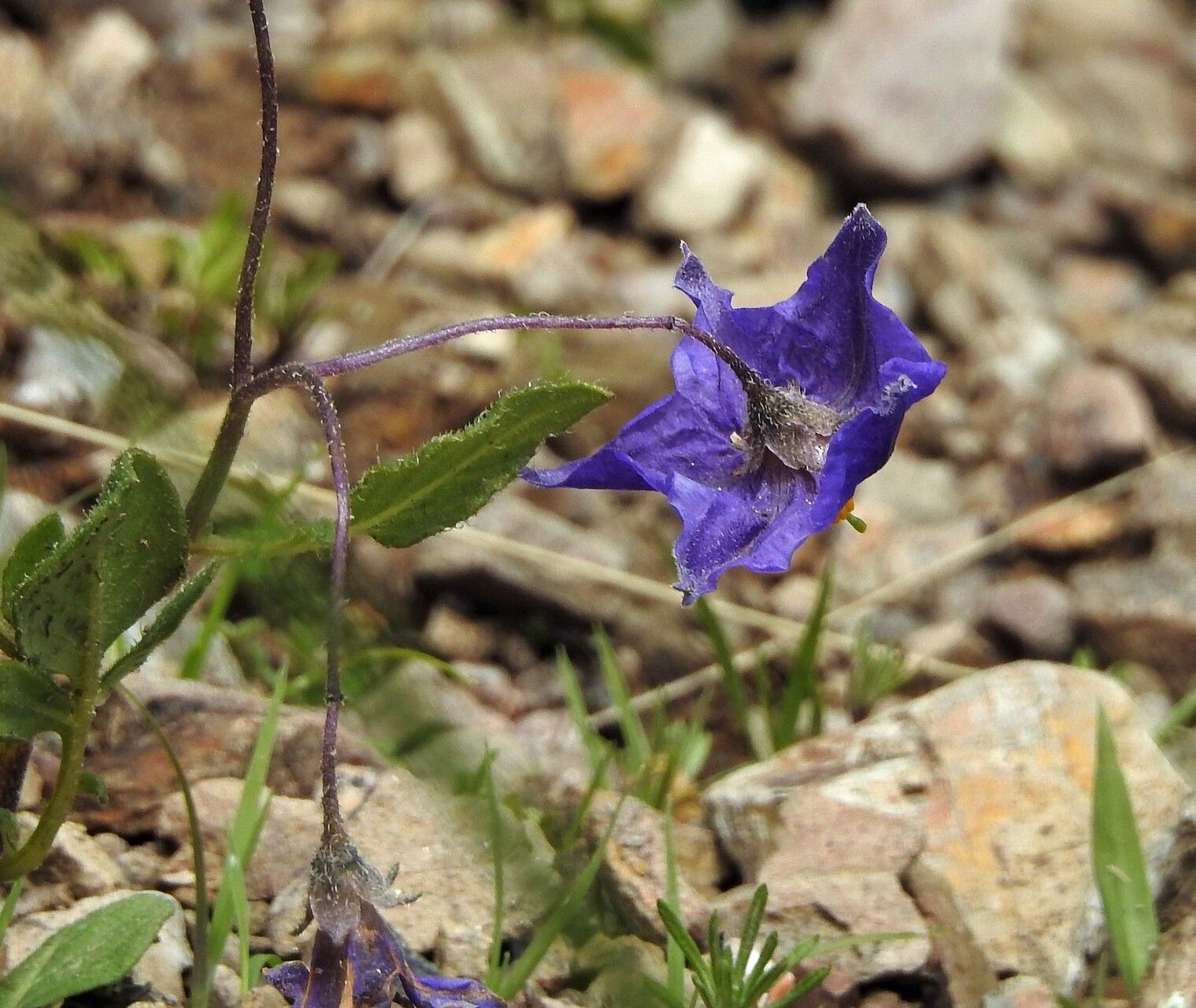 Solanum brevicaule — houseplant care guide
