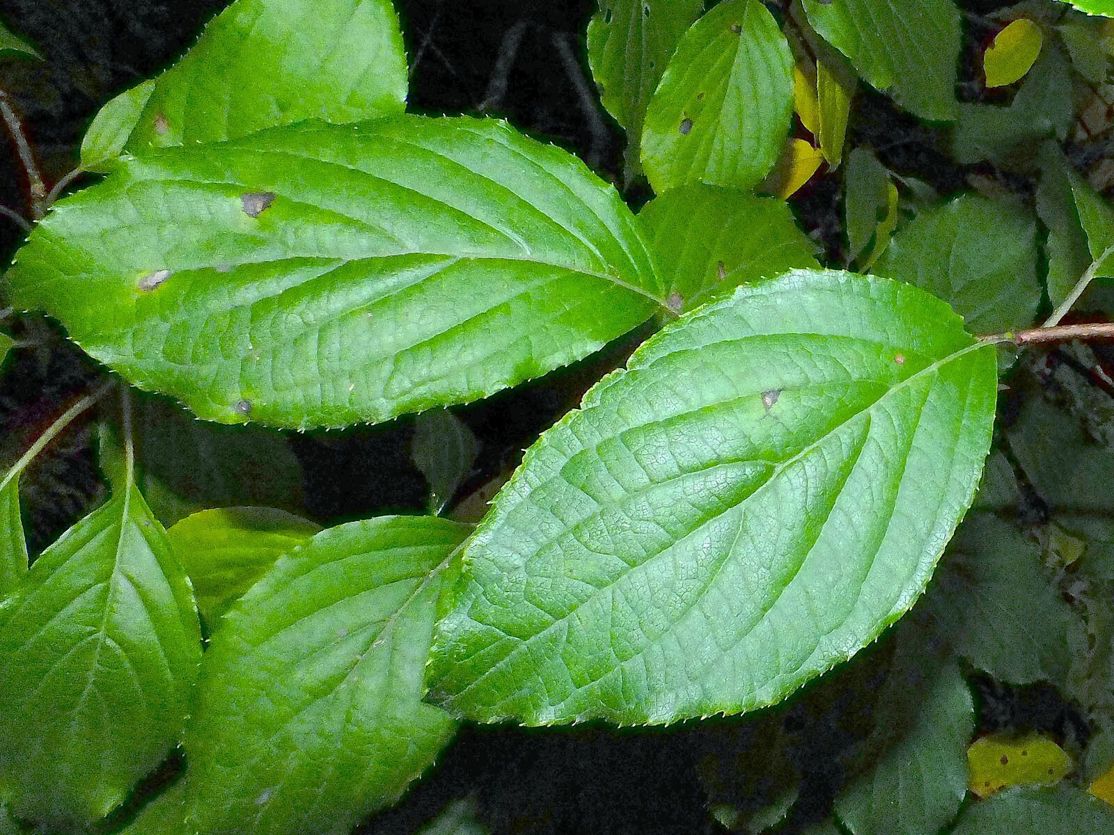 Schizophragma hydrangeoides — search result for 'Hydrangeaceae'
