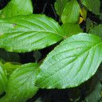 Schizophragma hydrangeoides