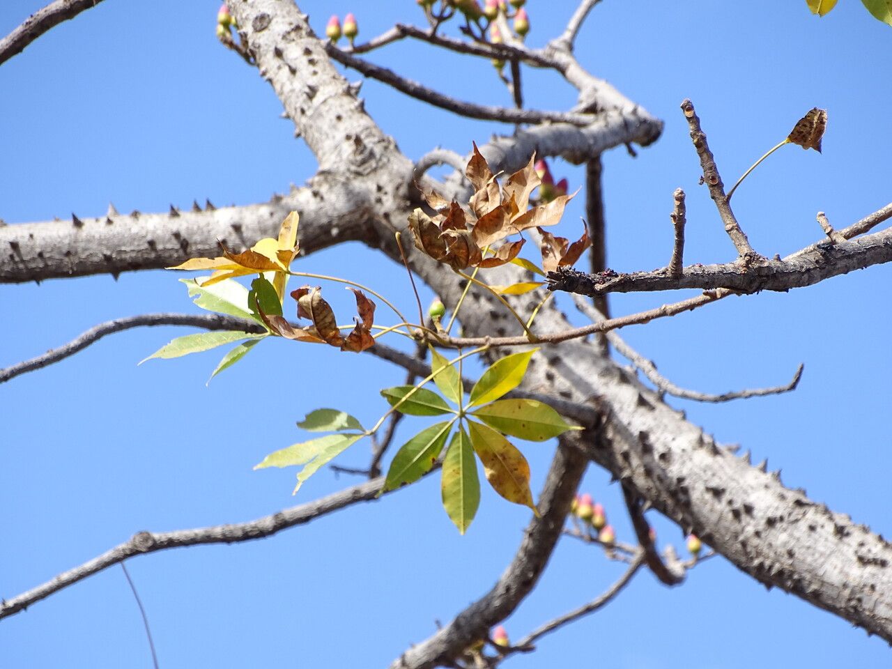 Bombax costatum leaf