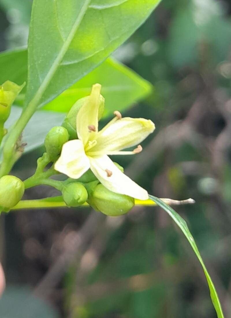 Aegiphila brachiata flower
