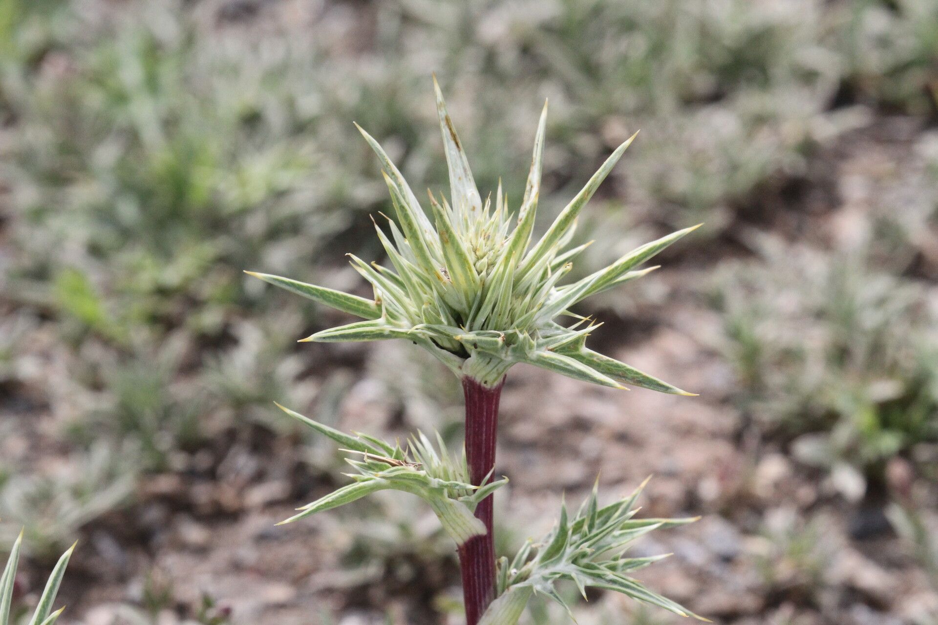 Eryngium glaciale — search result for 'Eryngium'