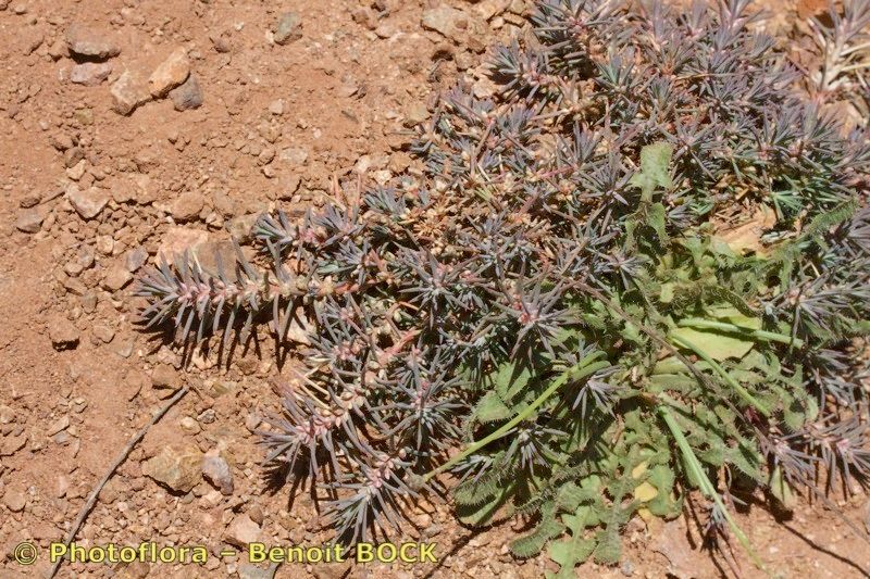Polycnemum fontanesii habit
