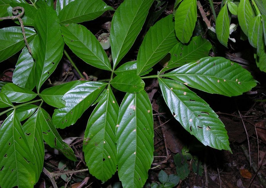 Paullinia ingifolia — search result for 'Paullinia'