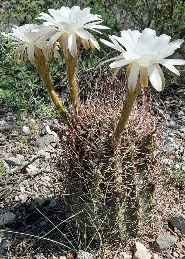 Acanthocalycium leucanthum habit