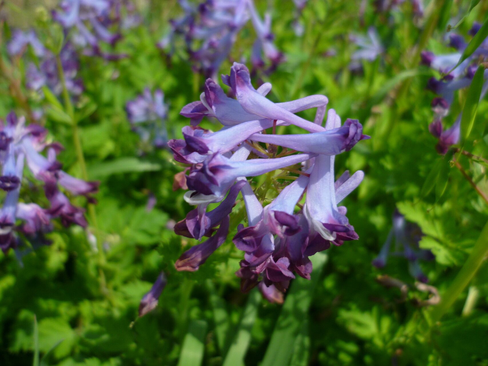 Corydalis incisa flower