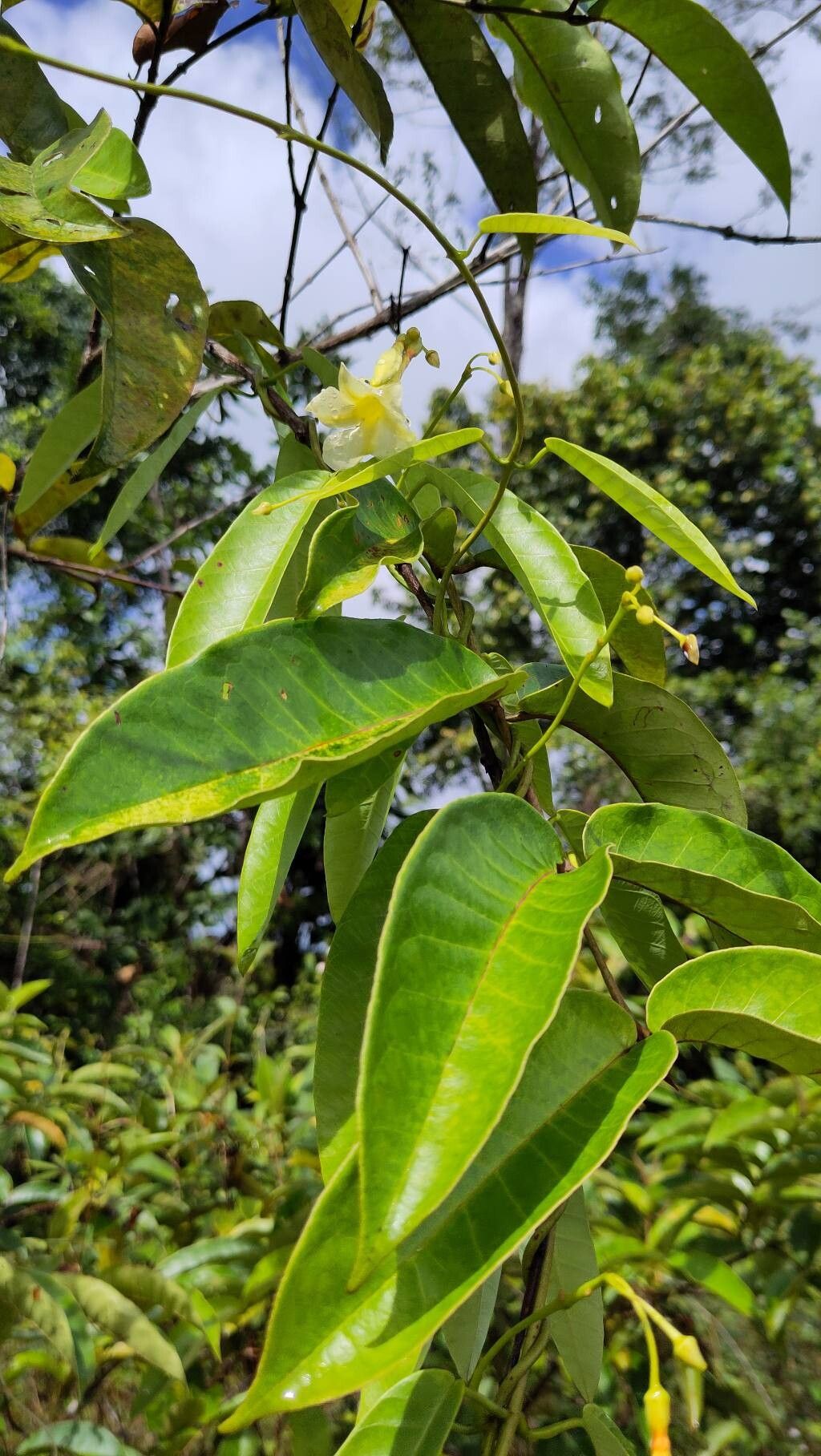 Odontadenia nitida leaf