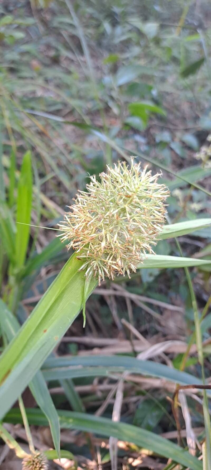 Scleria cyperina flower
