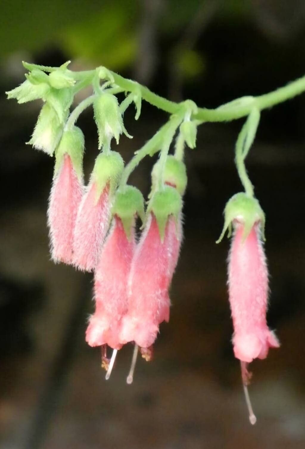 Sinningia sellovii flower