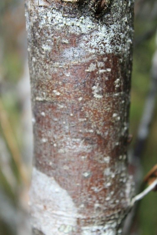Weinmannia mauritiana bark