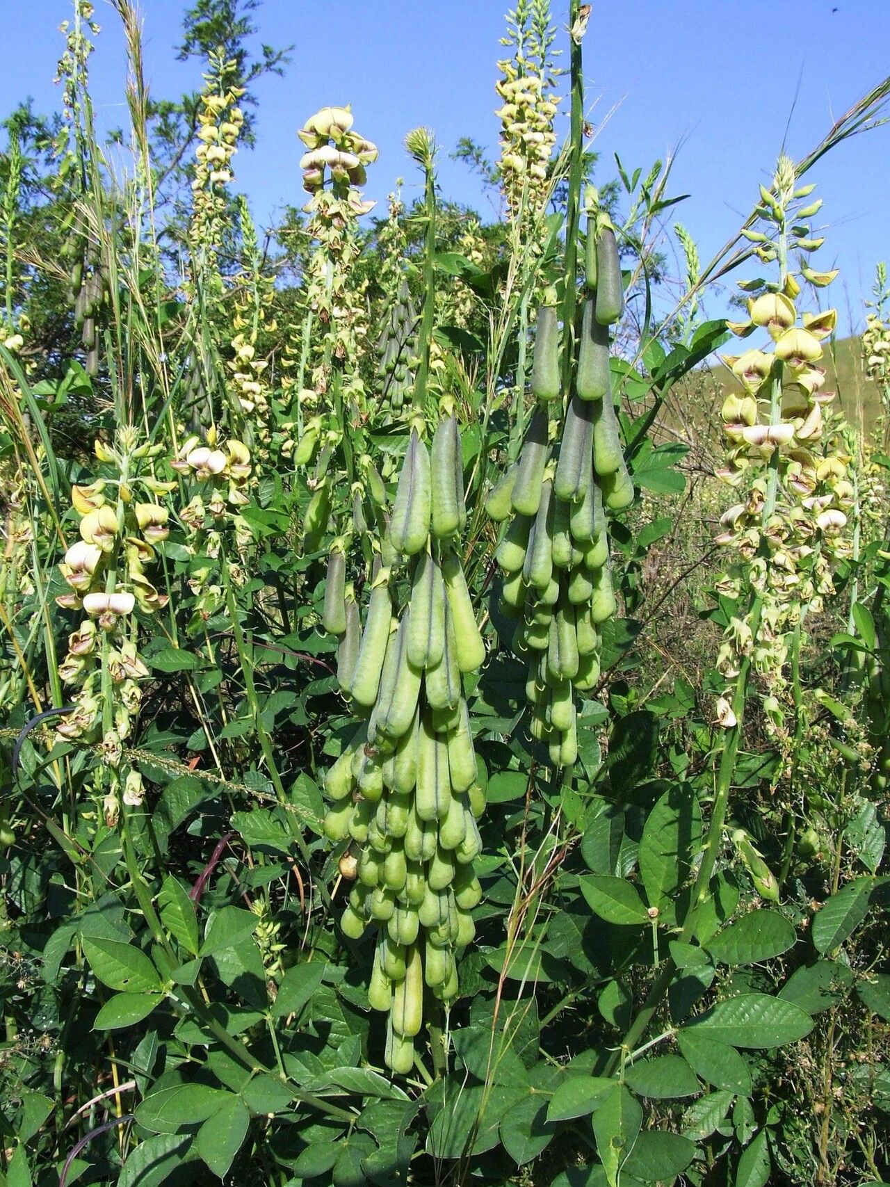 Crotalaria recta habit