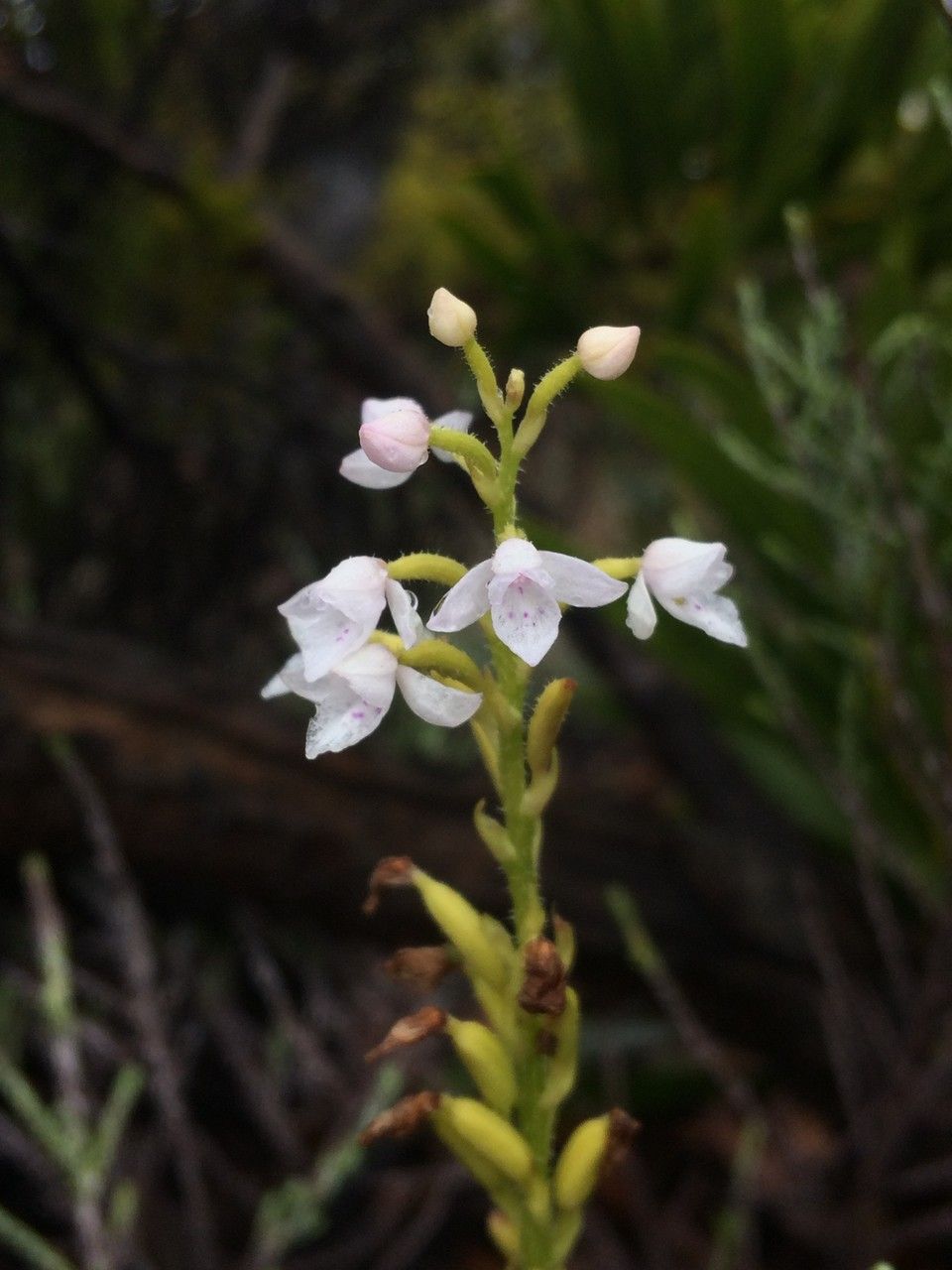 Cynorkis breviplectra — houseplant care guide