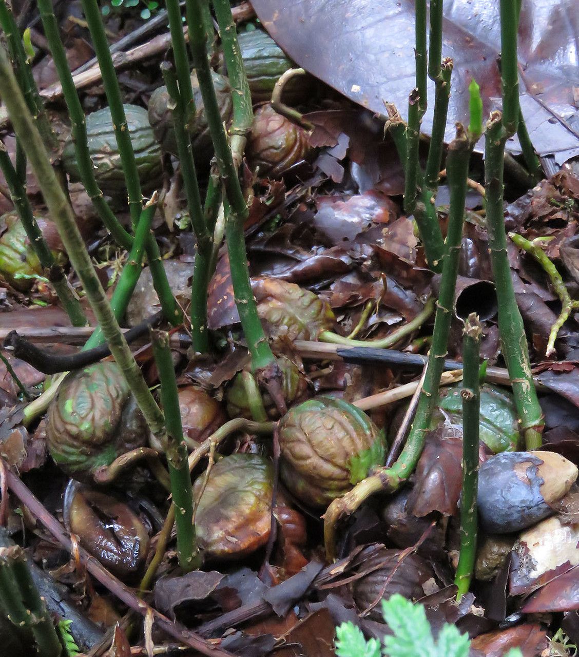 Symphonia globulifera fruit