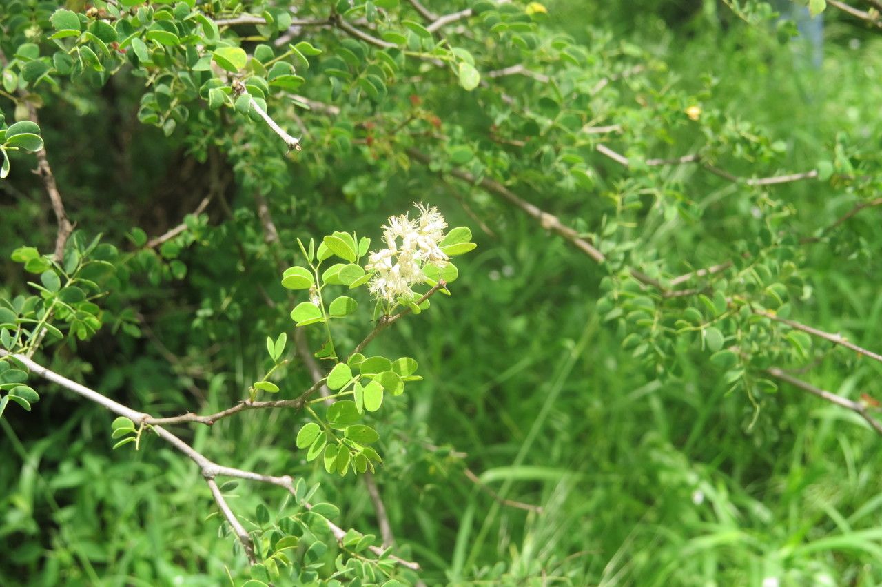 Acacia gourmaensis flower
