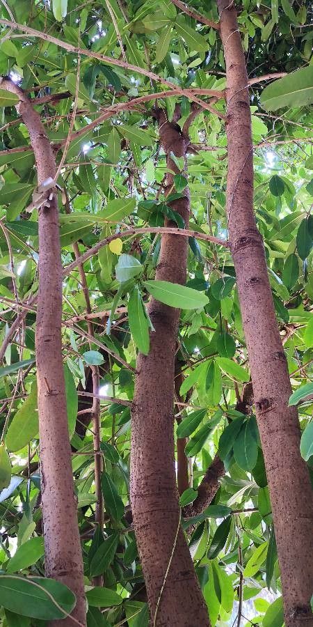 Mammea yunnanensis habit