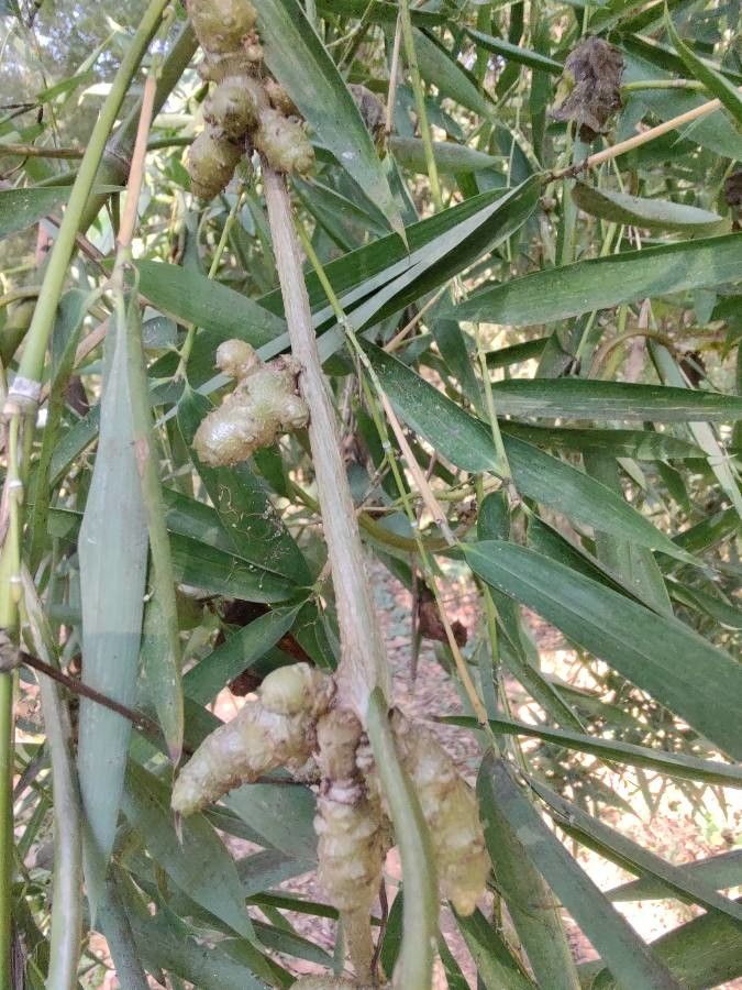 Anredera cordifolia fruit