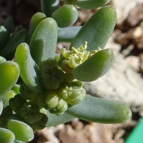Suaeda foliosa flower