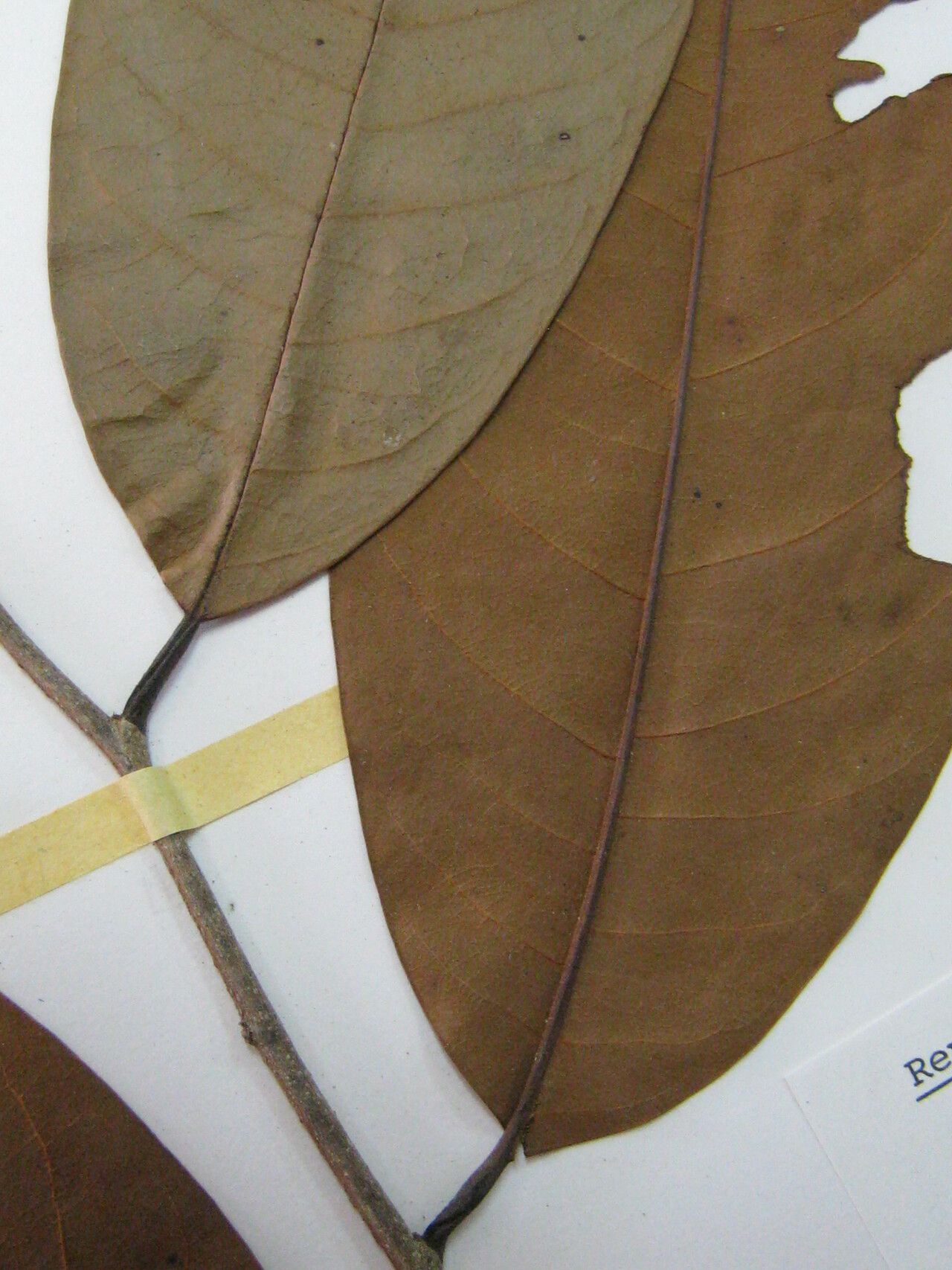 Annona exsucca other