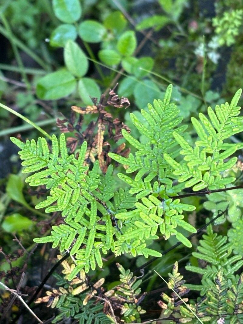 Hemionitis pulchella leaf