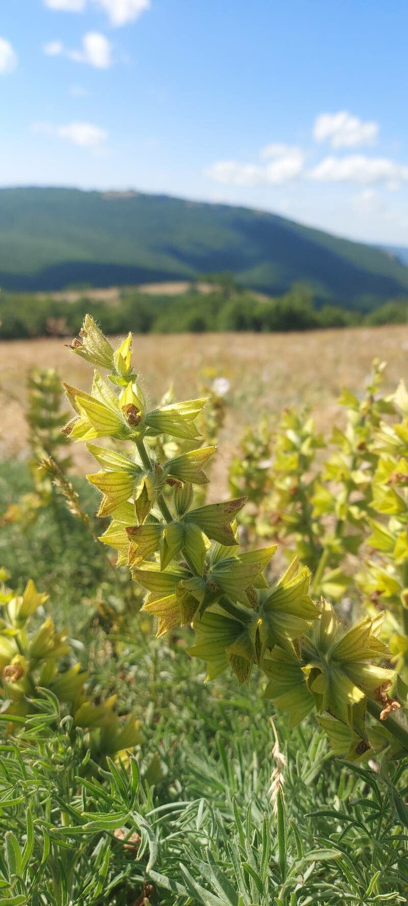Salvia scabiosifolia fruit