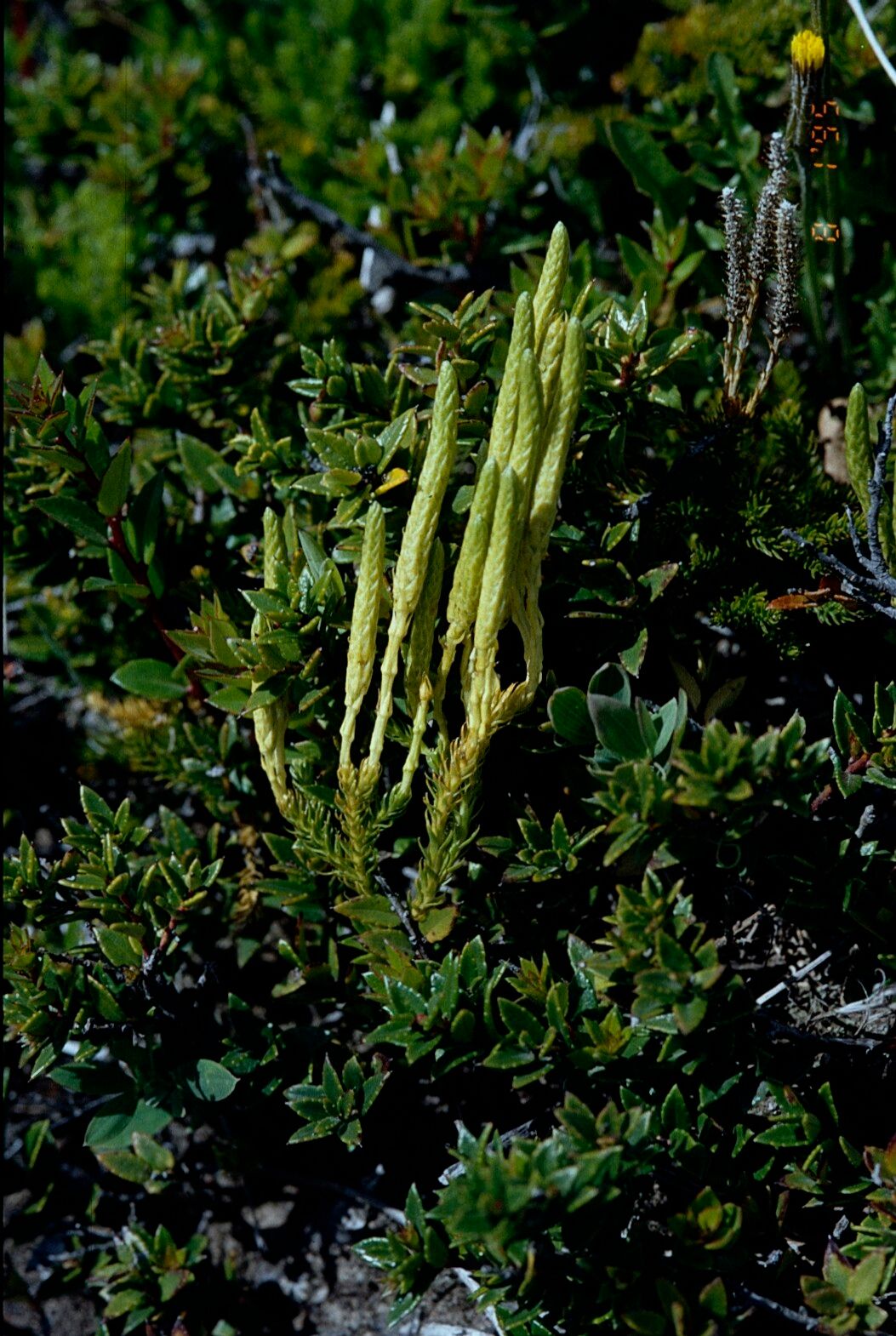 Lycopodium magellanicum flower