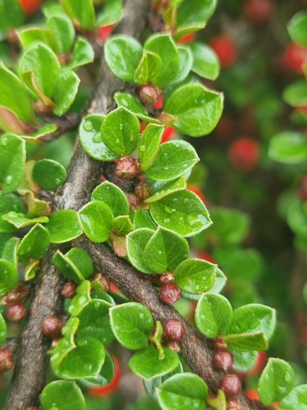 Cotoneaster nan-shan — search result for 'Cotoneaster'