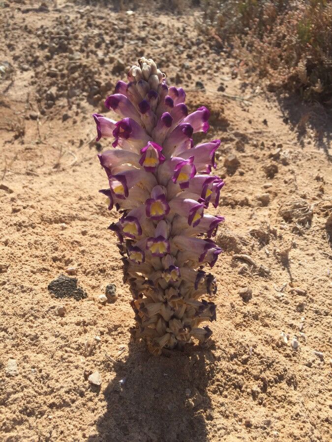 Cistanche violacea habit