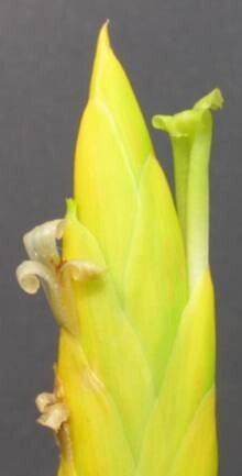 Tillandsia lotteae flower