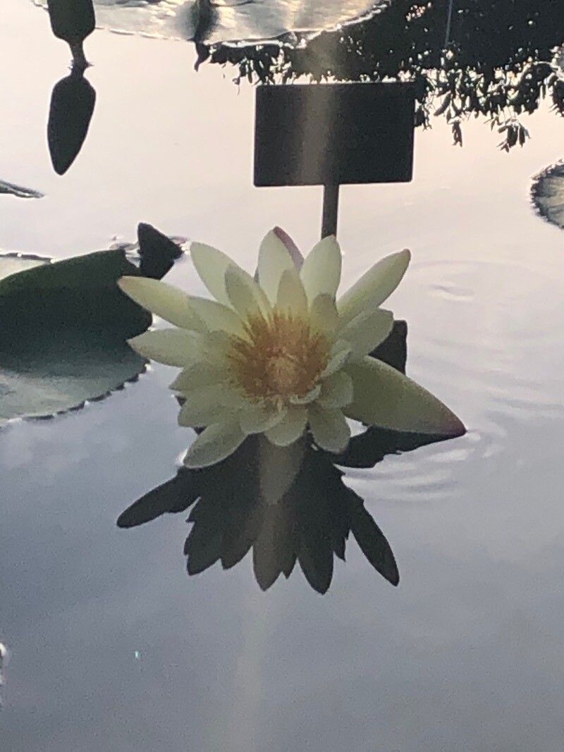 Nymphaea ampla flower