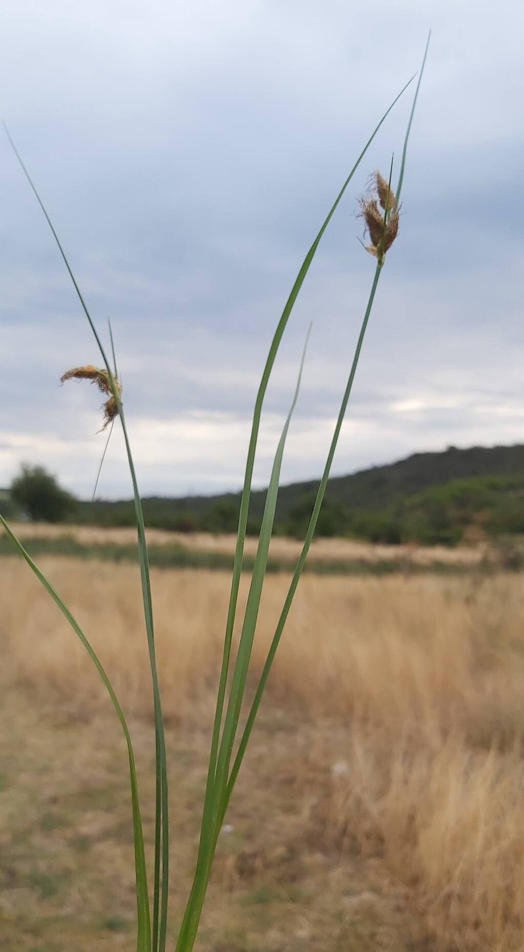 Bolboschoenus planiculmis habit