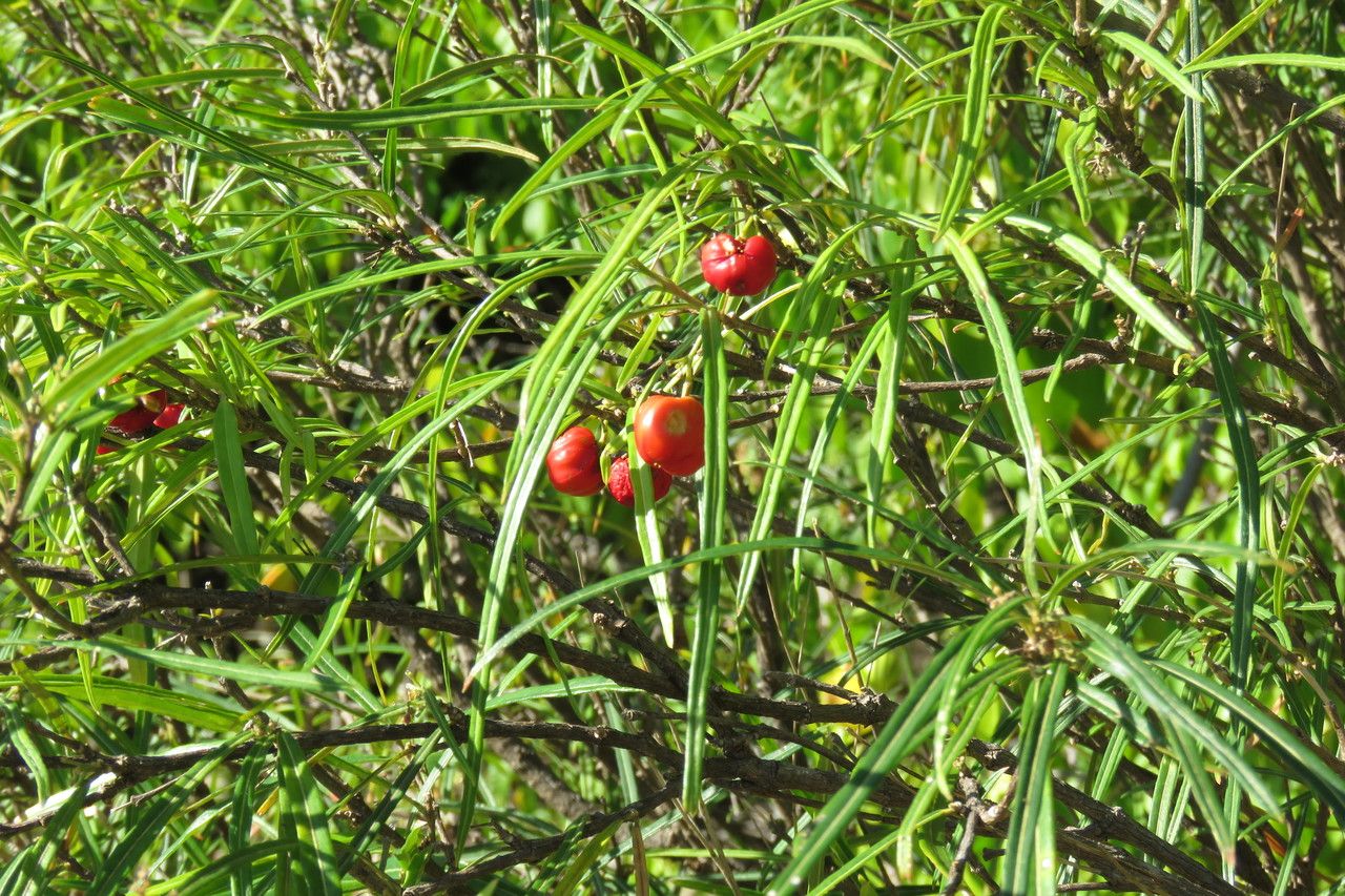 Malpighia linearis — houseplant care guide