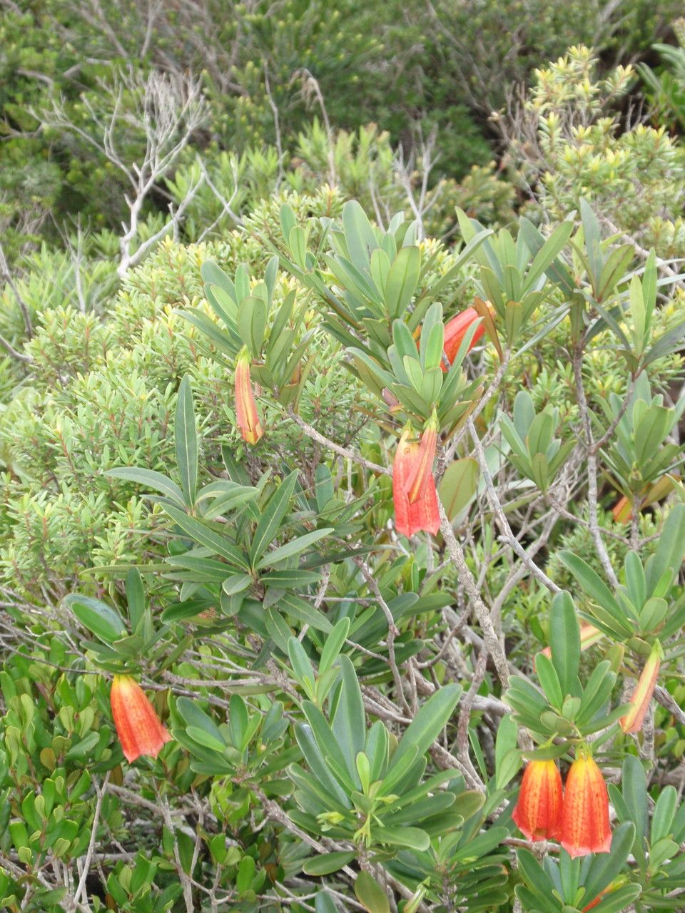 Thiollierea campanulata habit