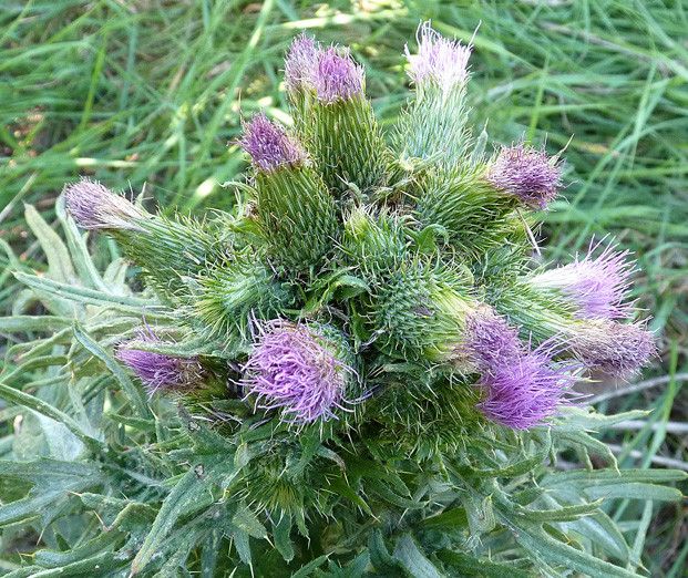 Cirsium x celakovskianum flower