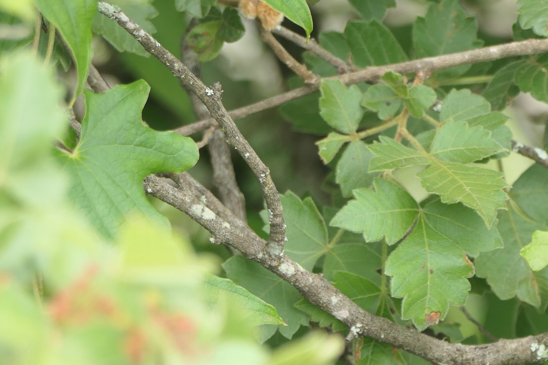 Searsia dentata bark