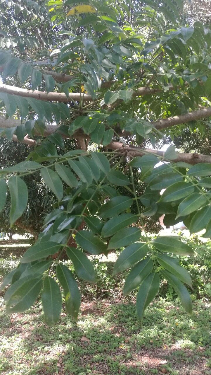 Spondias mombin leaf