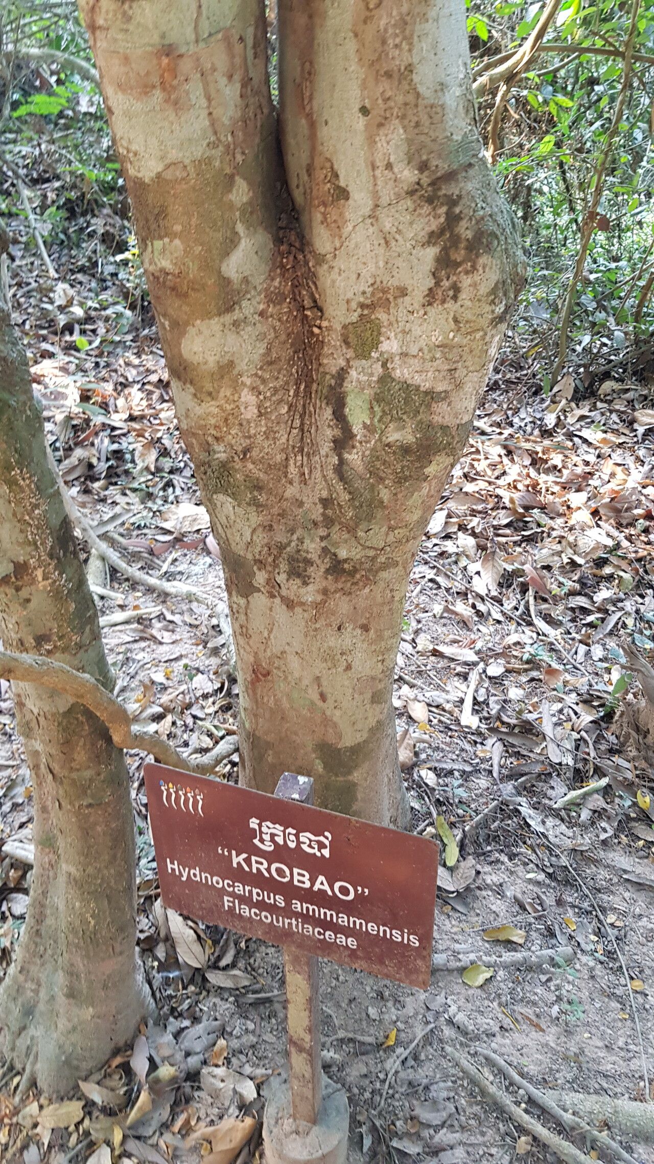 Hydnocarpus annamensis bark
