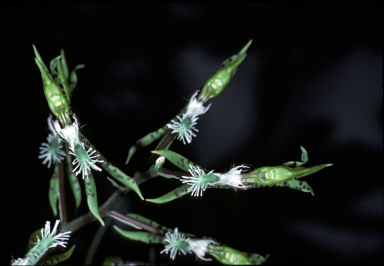 Catasetum barbatum flower