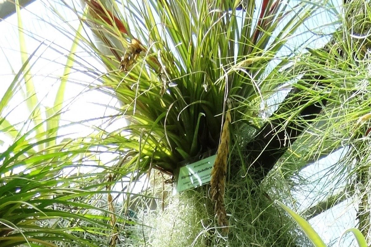 Tillandsia flabellata habit