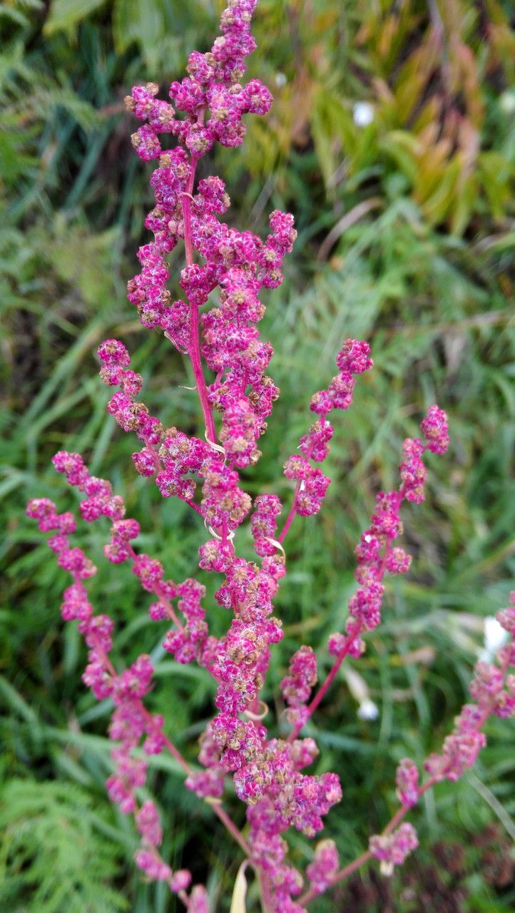 Chenopodium strictum flower