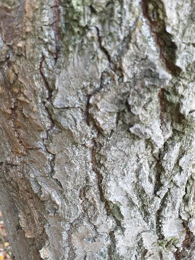 Populus glauca bark