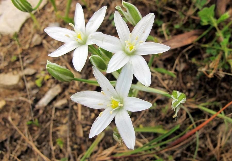 Ornithogalum gussonei leaf