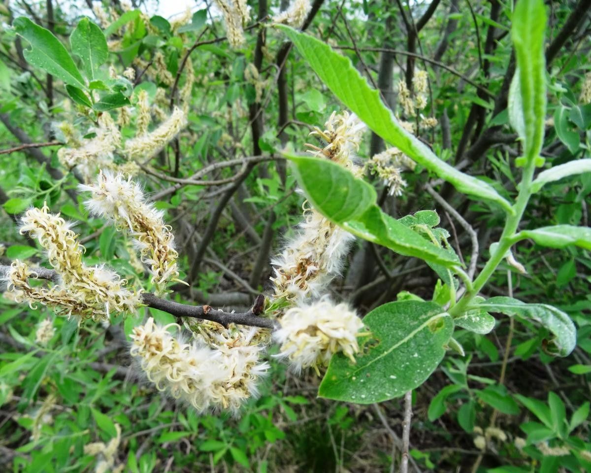 Salix bicolor flower
