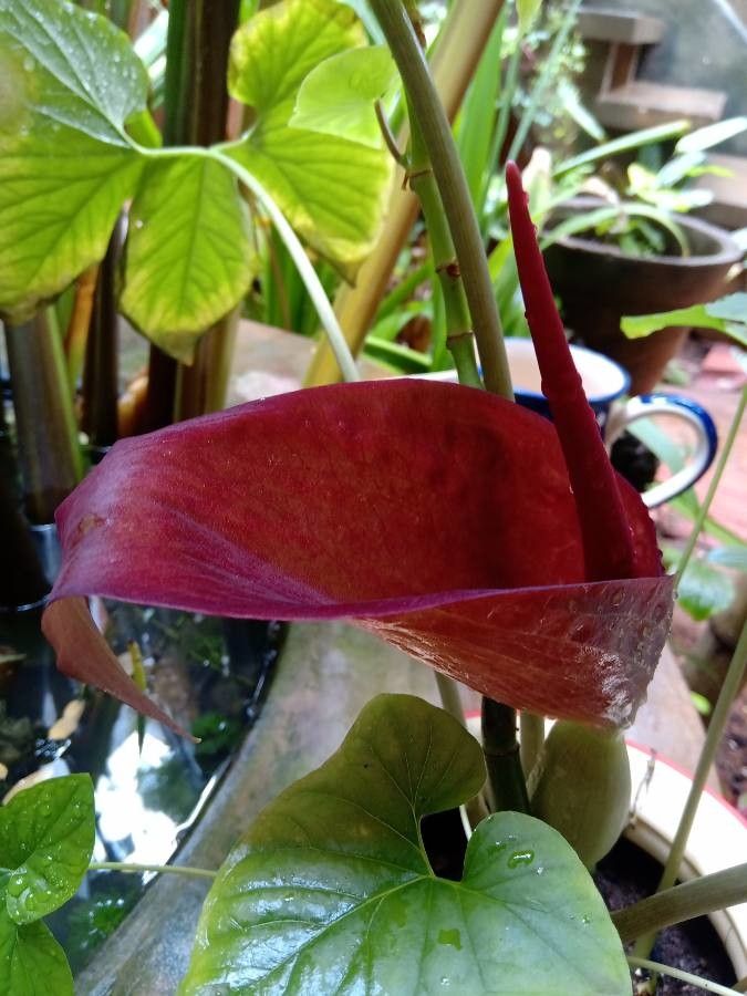 Typhonium trilobatum flower