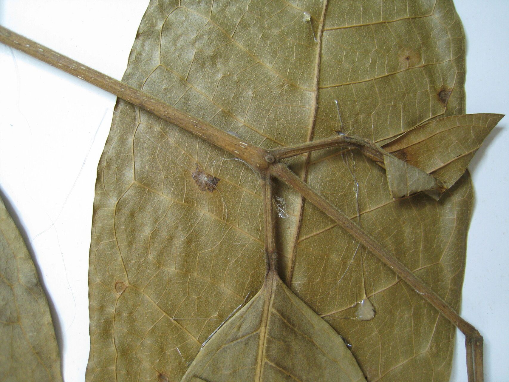 Protium opacum other